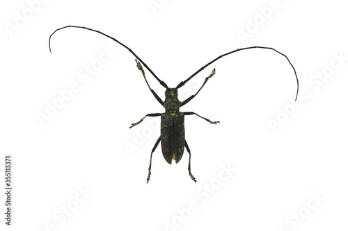 Macro view of black longhorn beetle with brown dots and big mustaches isolated on white background