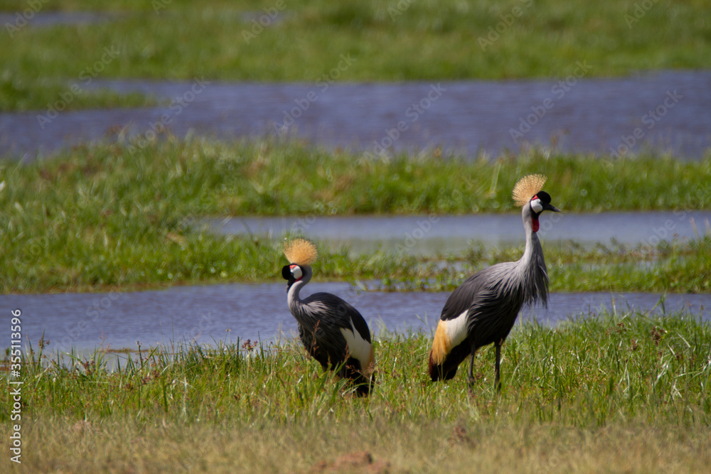 Colorful birds in black and yellow standing in the grass in Kenya. Colorful birds in black and yellow standing in the grass in Kenya.