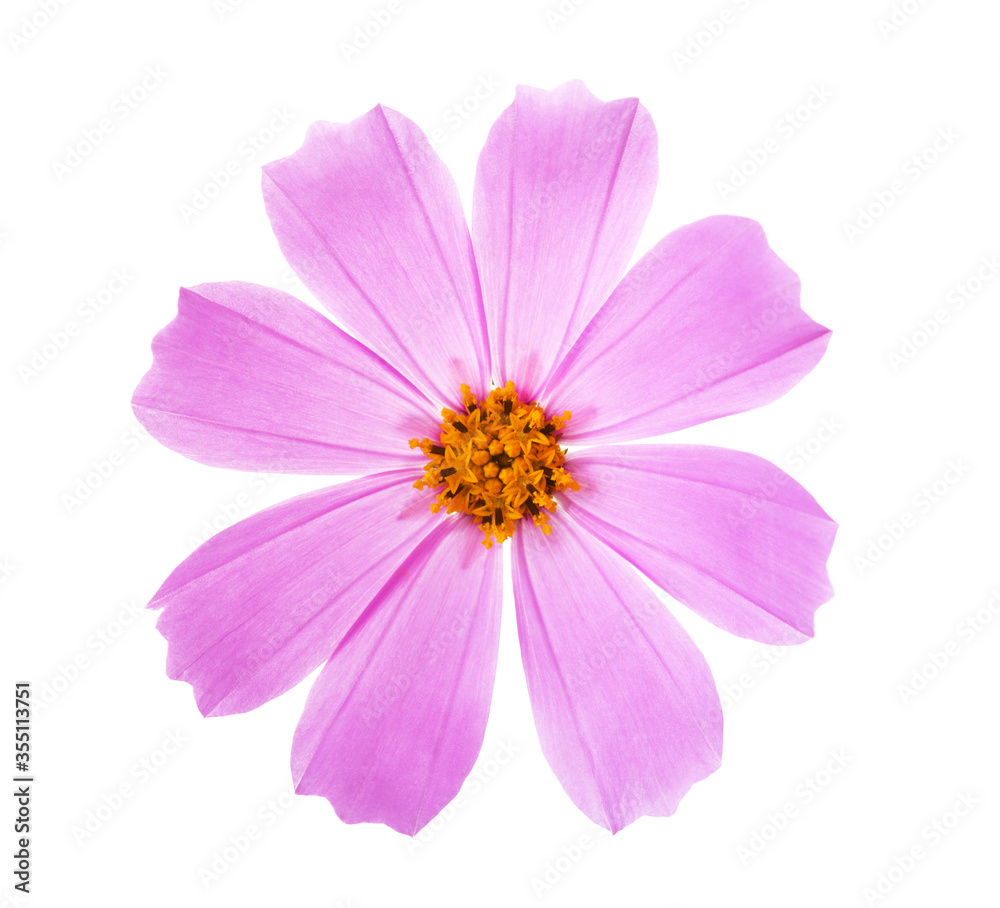  Pink Cosmos flower isolated on white background. Garden Cosmos