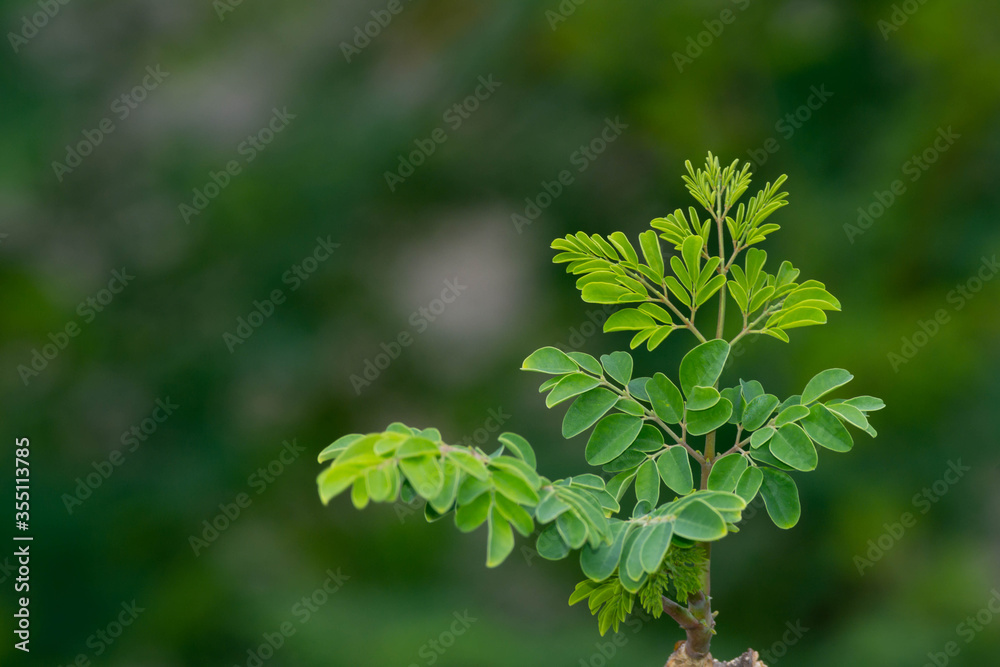 Fresh Moringa leaves background Fresh Moringa leaves background