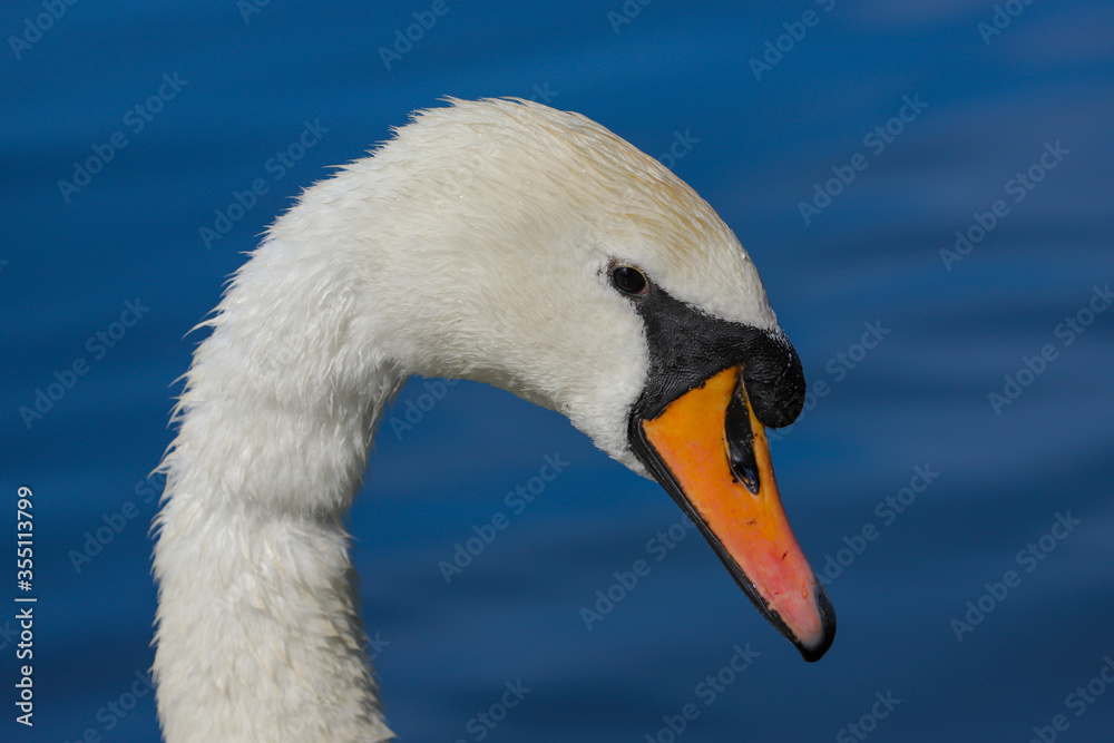 Close up head of a Mute swan (Cygnus olor) Close up head of a Mute swan (Cygnus olor)
