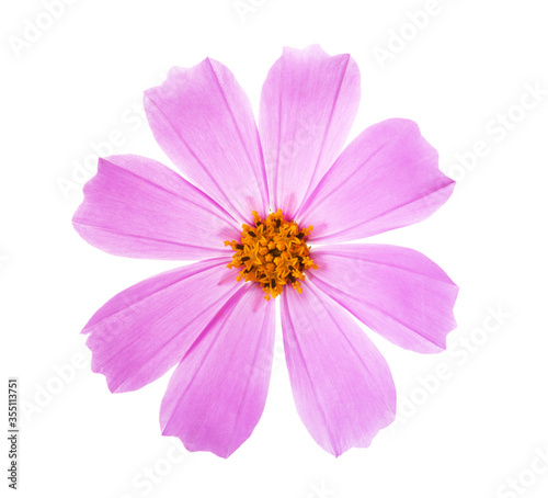  Pink Cosmos flower isolated on white background. Garden Cosmos