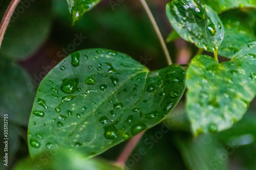 green leaf with water drops after summer rain
