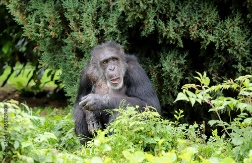 An adult chimpanzee sitting in the long grass