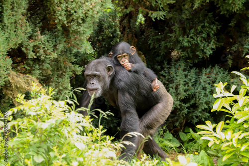 Fotografiet A mother chimpanzee walking along with a cute baby riding on its back sucking it