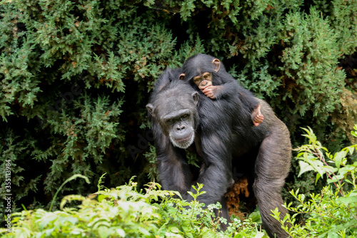 A mother chimpanzee walking along with a cute baby riding on its back sucking its thumb
