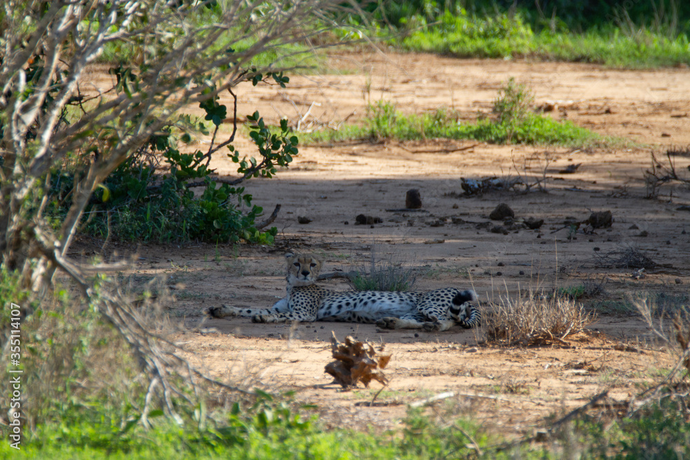 Cheetah lying in the shadow for resting in Kenya. Cheetah lying in the shadow for resting in Kenya.
