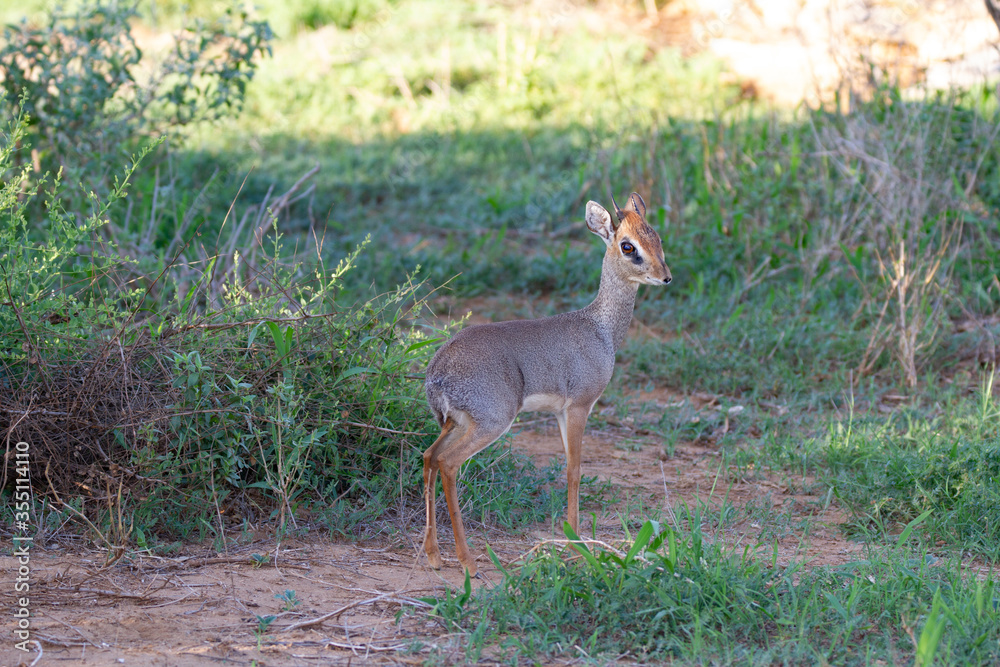 Small antelope standing in the bush and looking back. Small antelope standing in the bush and looking back.