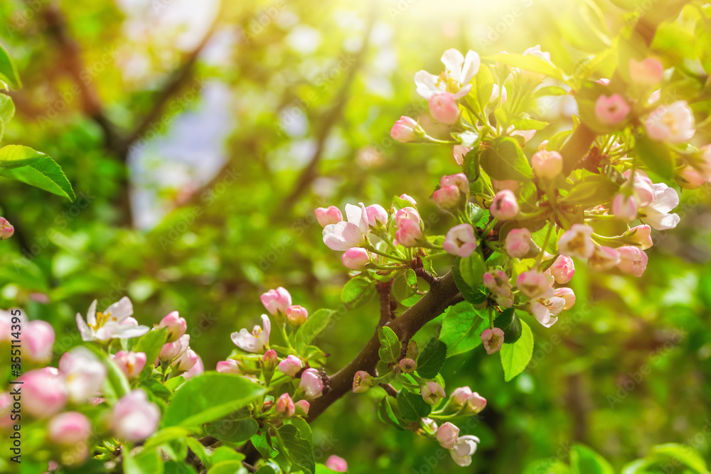 Blossom Apple Tree in April on a transparent spring day in bright sunlight. Blossom Apple Tree in April on a transparent spring day in bright sunlight.