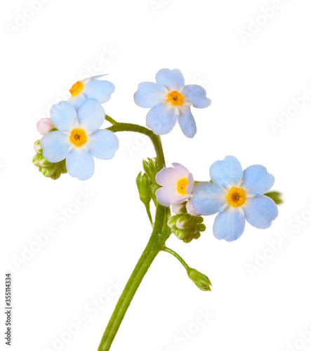 Forget-me-nots isolated on white background.