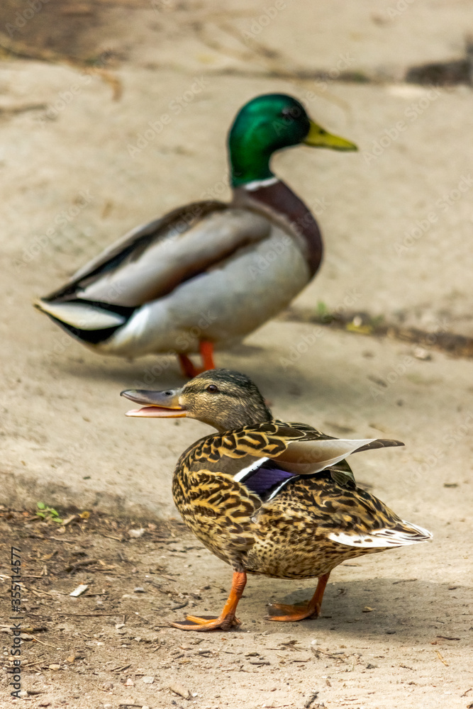 Wild ducks Mallard male and female, pair. Wild environment of migratory birds. Wild ducks Mallard male and female, pair. Wild environment of migratory birds.