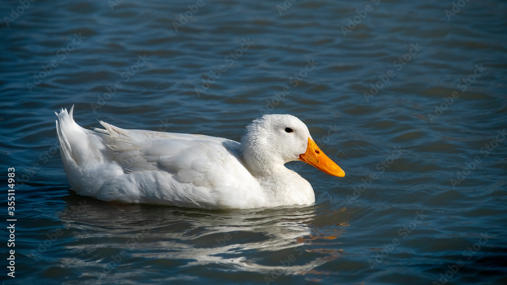 White Duck Swimming In Water