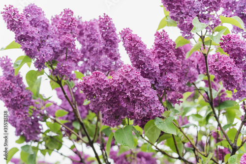 lilac branch, blooming lilac, lilac flowers on a white background