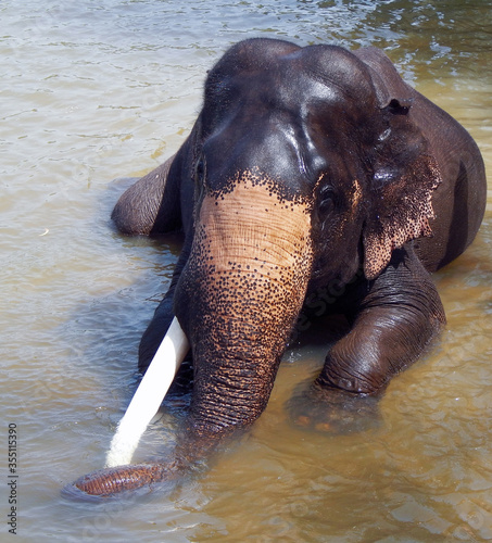 Elephant in the river, Elephant trunk.Elephant bathing