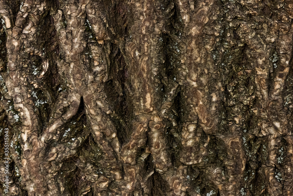 Bark of tree macro. Background closeup of a tree trunk. Bark of tree macro. Background closeup of a tree trunk.