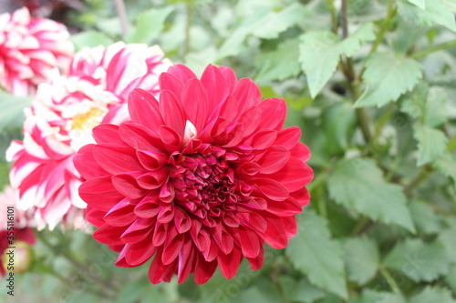 pink dahlia flower