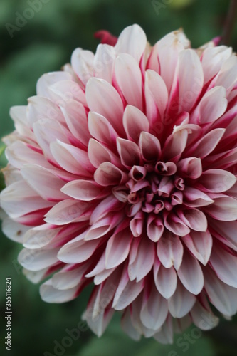 pink dahlia flower in garden