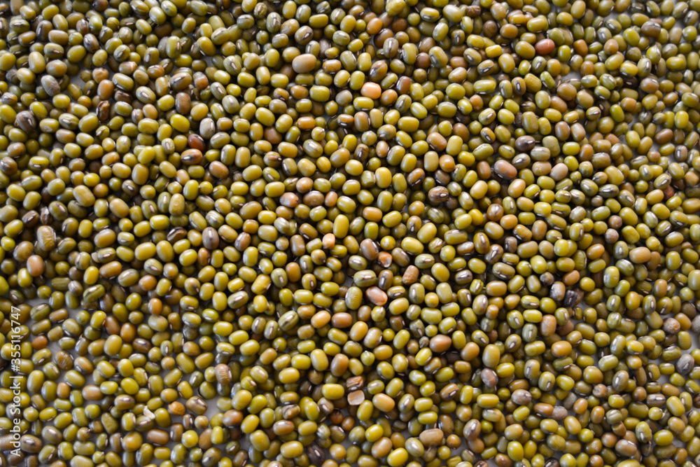 The mung bean (Vigna radiata), alternatively known as the green gram, maash, or moong, is a plant species in the legume family. Background and texture. The mung bean (Vigna radiata), alternatively known as the green gram, maash, or moong, is a plant species in the legume family. Background and texture.