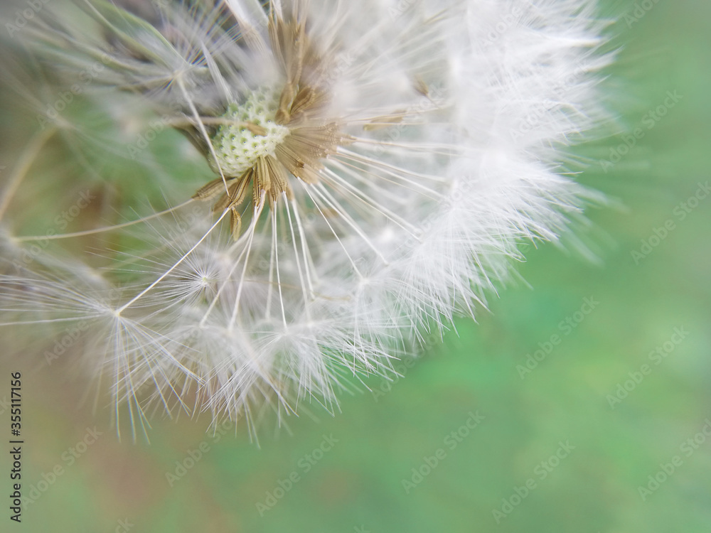Fototapeta premium Dandelion seeds blooming in a field in spring, on a abstract background of green and turquoise. Romantic dreamy image. Desktop wallpapers, postcard.