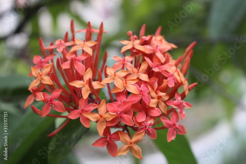 red and yellow flower © AMIR