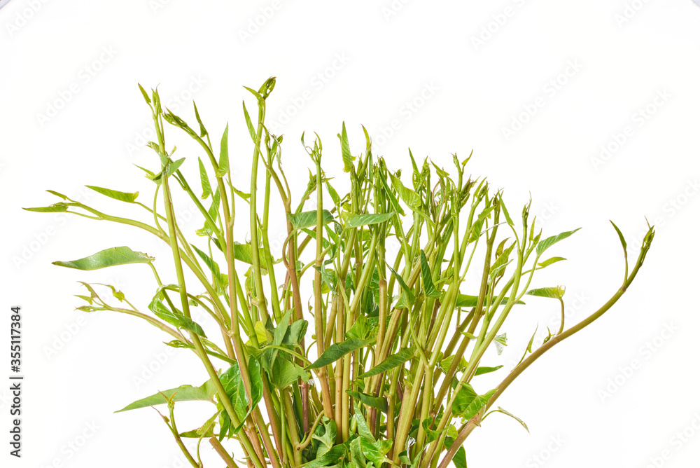 Naklejka premium Morning glory has many nutrients that are beneficial to the body.