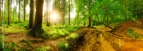 Fotografie Forest panorama with brook and bright sun shining through the trees