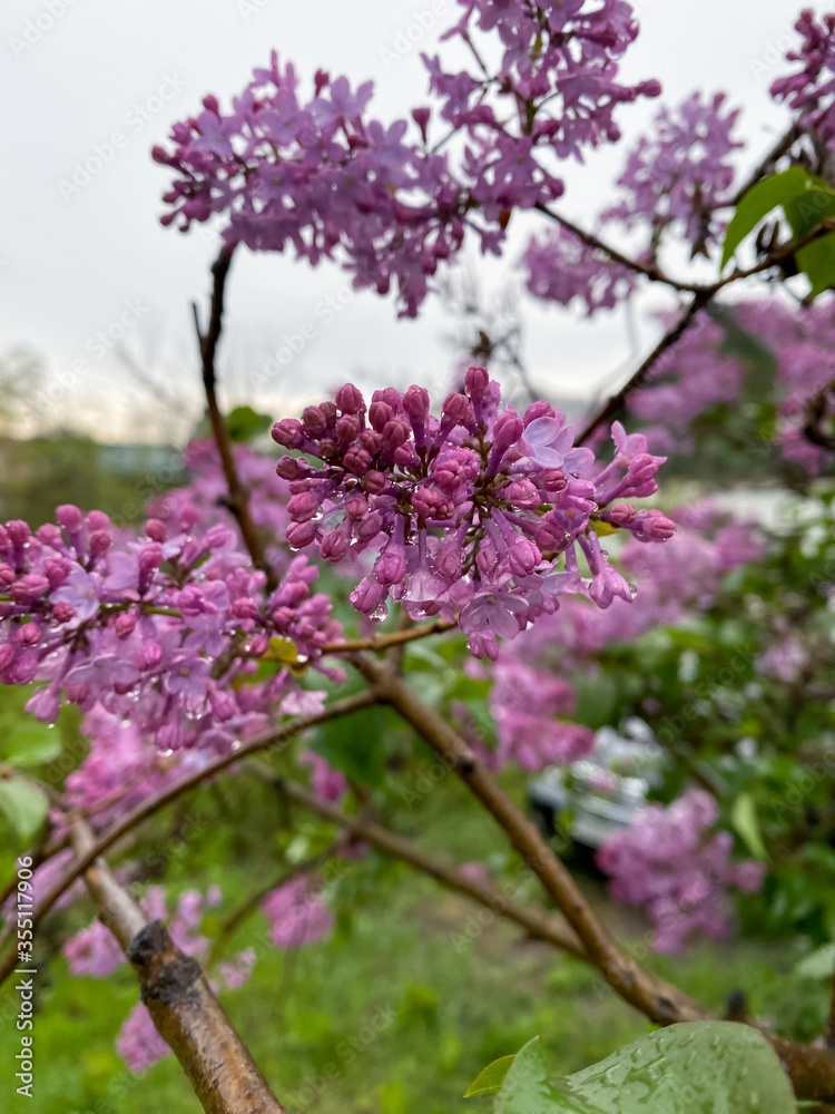 Blooming spring of lilac on a bush on a spring cloudy day after rain. Close-up