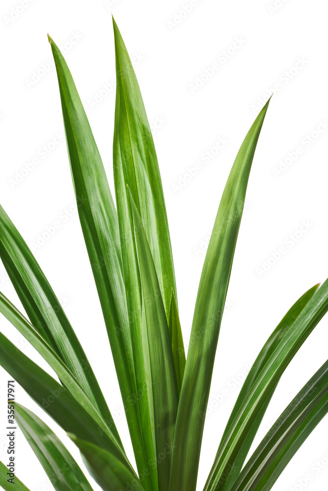Pandan has fragrant aroma, can be used for many dishes Pandan has fragrant aroma, can be used for many dishes