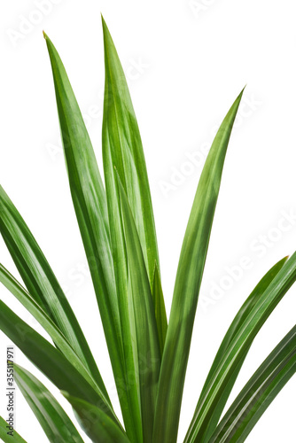 Pandan has fragrant aroma, can be used for many dishes