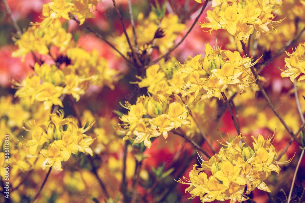 Yellow rhododendron flowers in the garden, nature flower background