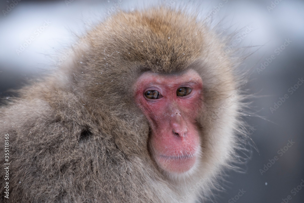 Obraz premium snow monkey Japanese monkey