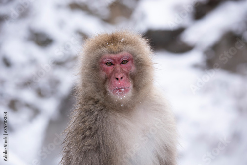 snow monkey  Japanese monkey © ISAMU