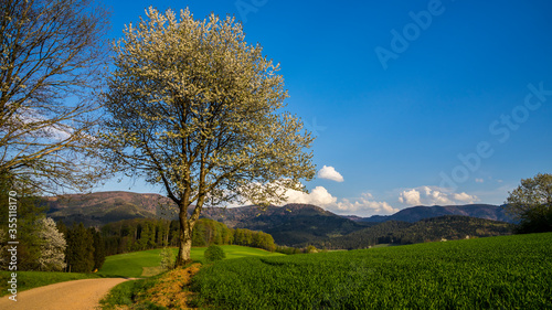 Germany, Warm orange sunset light shining on endless black forest nature landscape of mountains and valleys and single blooming tree in springtime