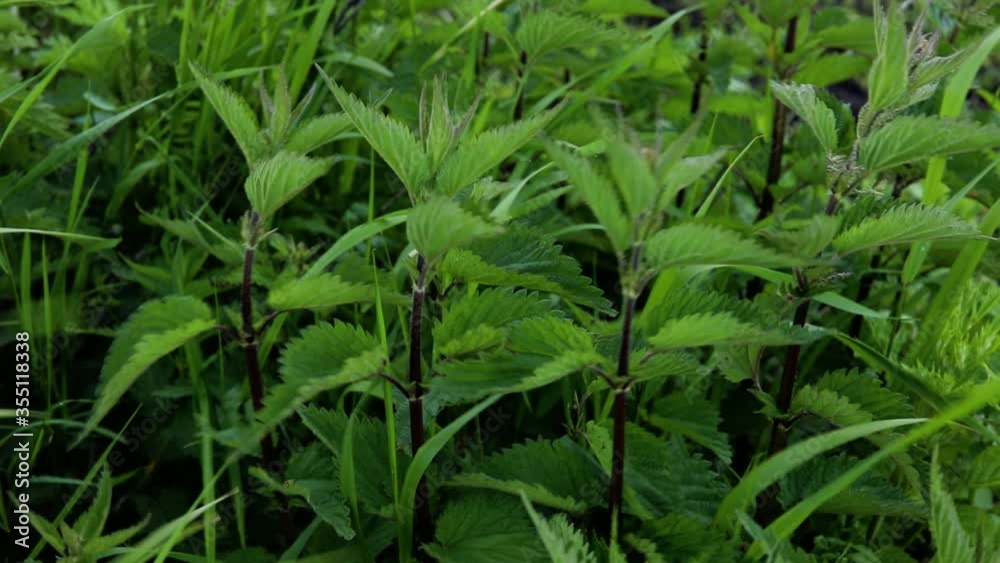 Fresh green nettle in summer wind breeze Fresh green nettle in summer wind breeze