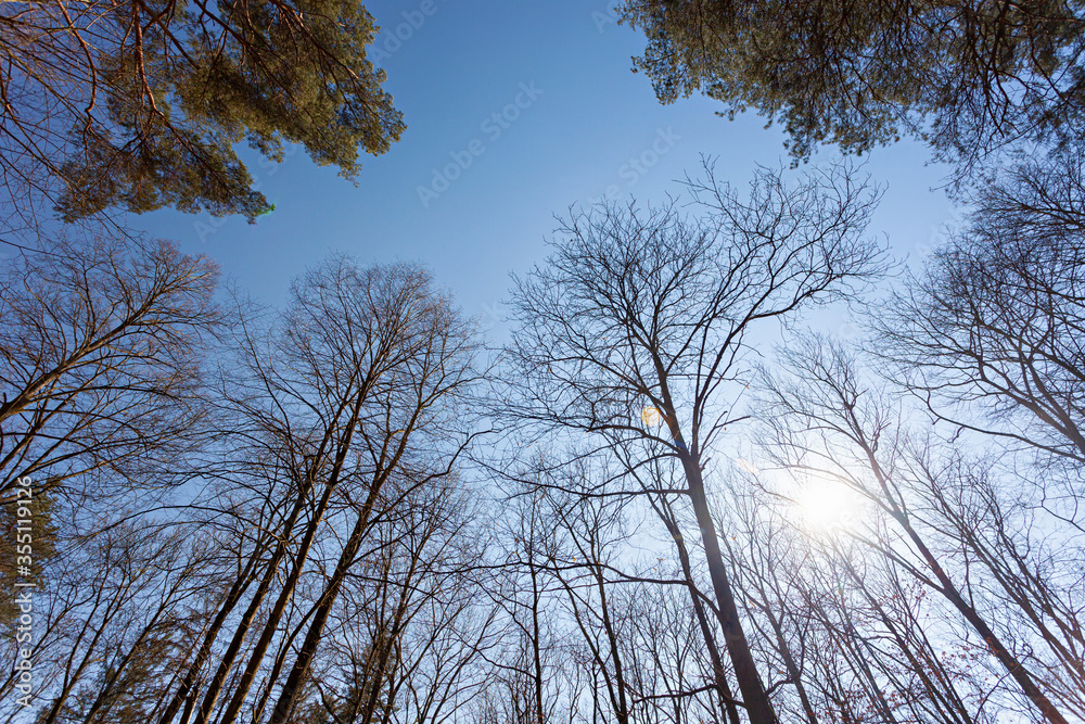 Bare Tree Branches against blue sky Bare Tree Branches against blue sky