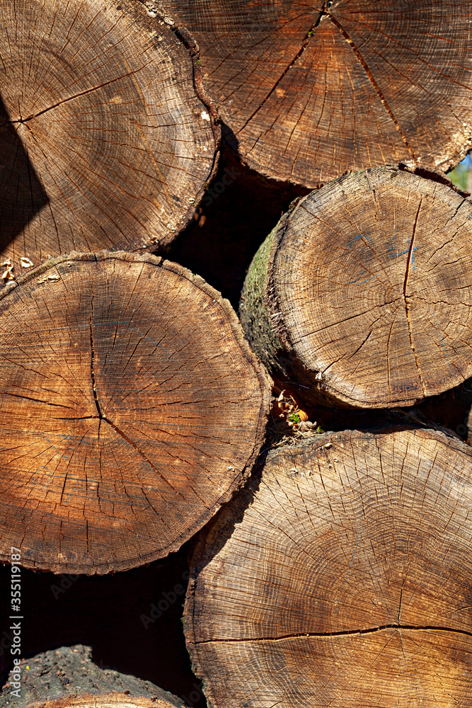 Heap of numbered felled coniferous trees Heap of numbered felled coniferous trees