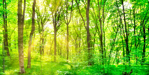 Panorama of green forest landscape with trees and sun light going through leaves