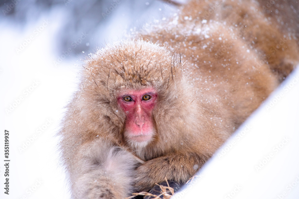 Naklejka premium snow monkey Japanese monkey