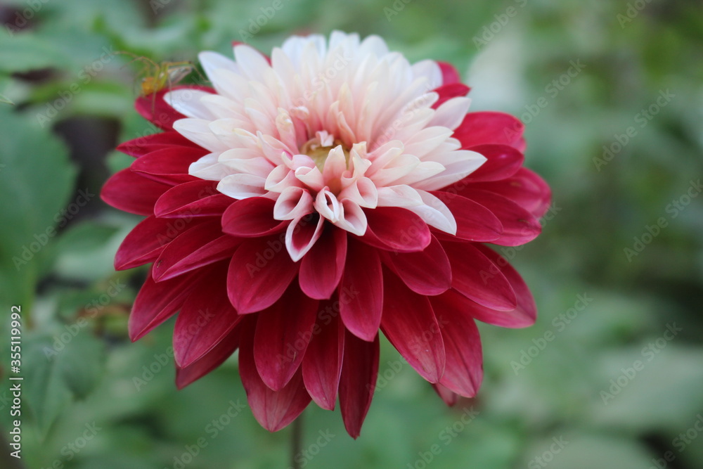 red dahlia flower in garden