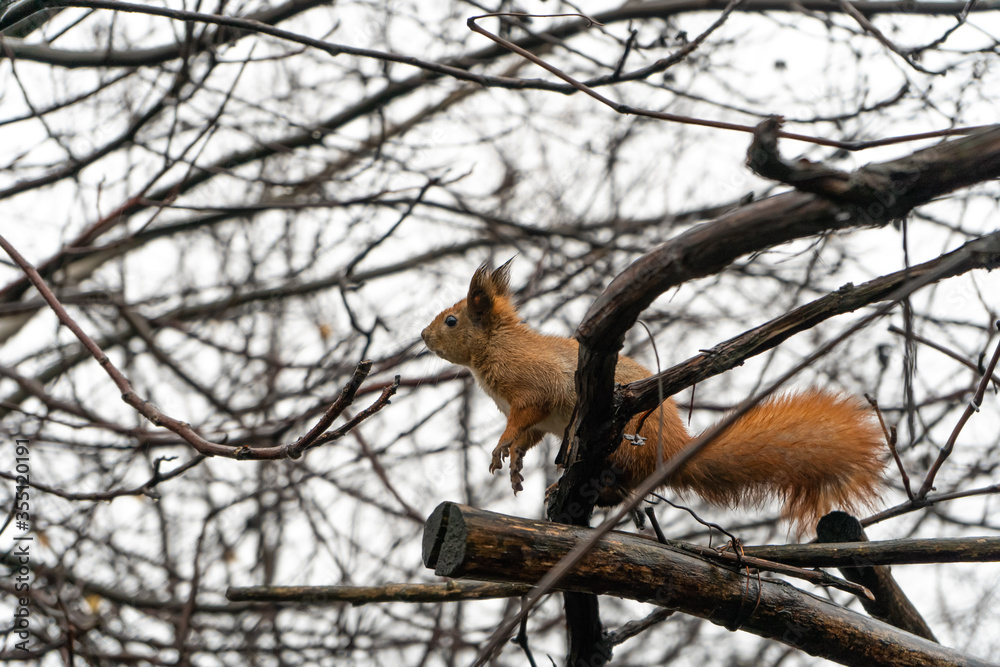 Wild squirrel on an autumn tree in the countryside 