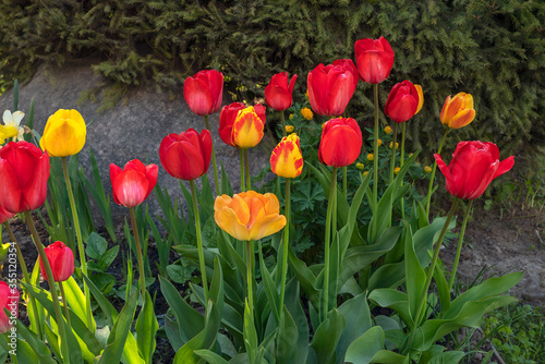 yellow and red tulips tulips on a flowerbed in a spring garden. Beautiful spring flowers