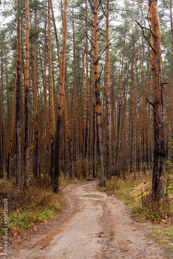 A winding path in the autumn pine forest. Picturesque natural landscape. Vertical A winding path in the autumn pine forest. Picturesque natural landscape. Vertical