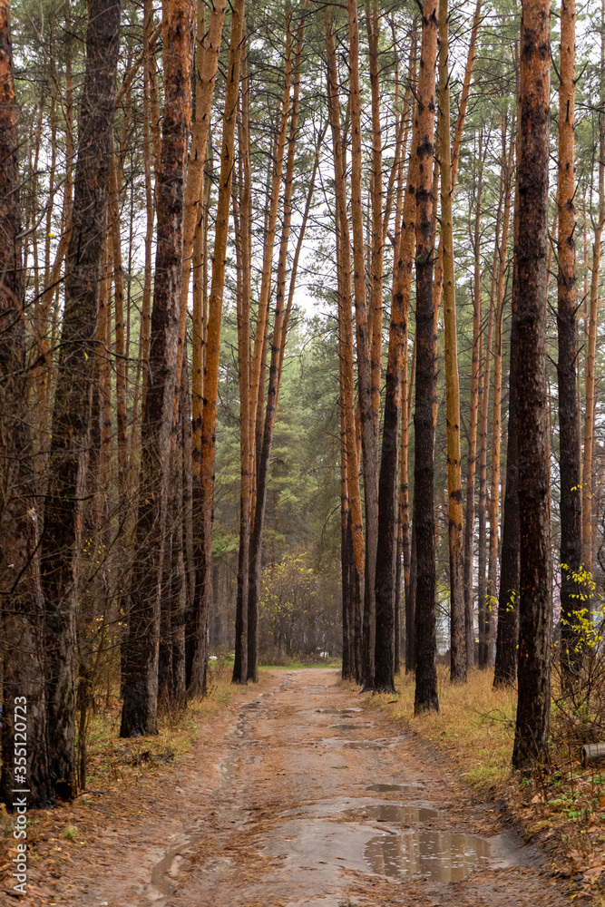 Path in autumn pine forest. Nature landscape. Vertical Path in autumn pine forest. Nature landscape. Vertical
