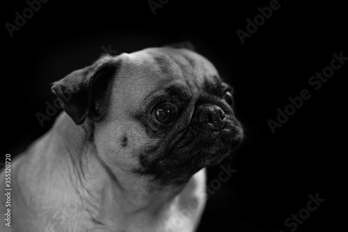 Funny dog on black and white background