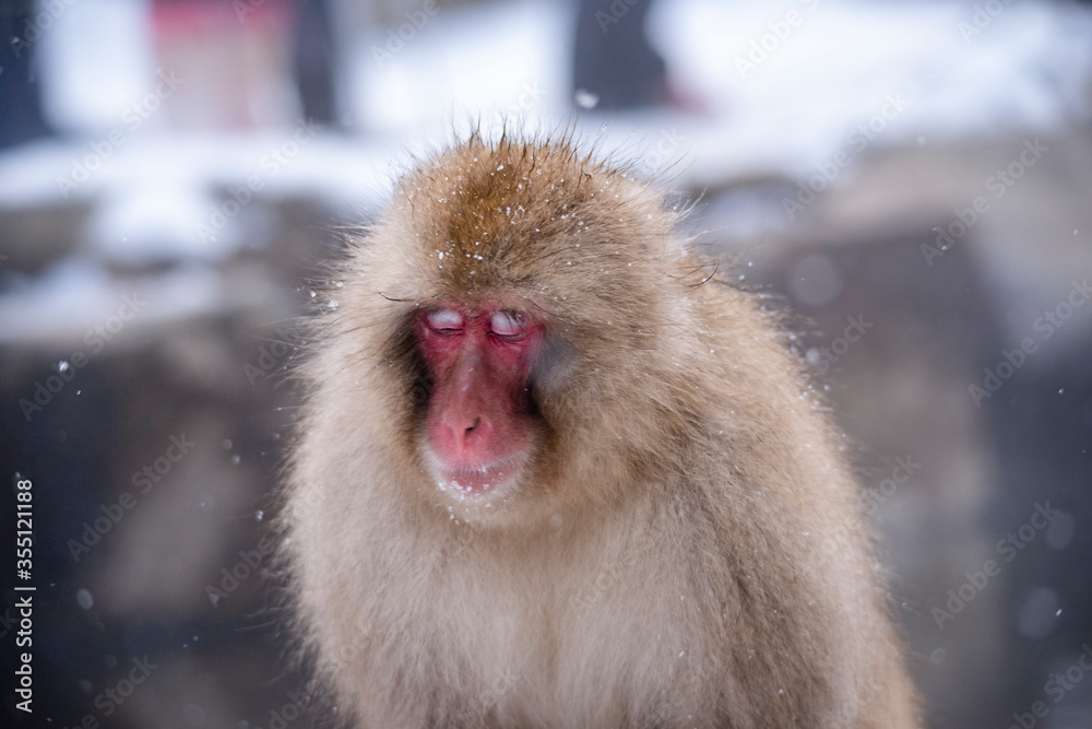 Naklejka premium snow monkey Japanese monkey