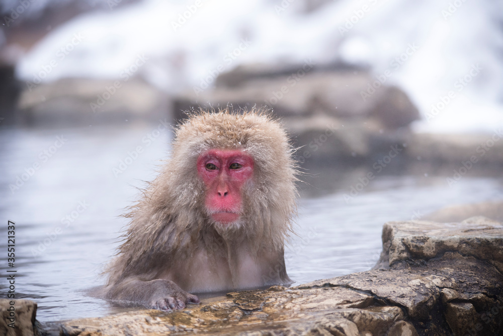 Naklejka premium snow monkey Japanese monkey