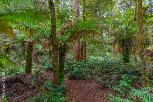 Trees at Tarkine forest in tasmania, Australia photo