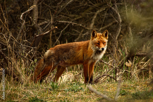 Dramatic shot of a Red fox (Vulpes vulpes) on the hunt in early spring season