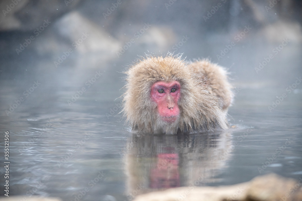 snow monkey  Japanese monkey