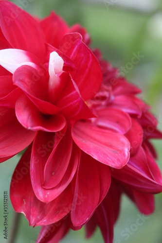 red dahlia flower